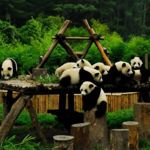 TOUR HÀ NỘI – THÀNH ĐÔ – TRANG VIÊN MẠN HOA – CỬU TRẠI CÂU – CÔNG VIÊN GẤU TRÚC - LẠC SƠN ĐẠI PHẬT 6 NGÀY 5 ĐÊM