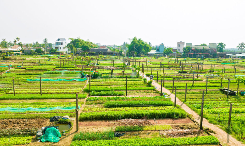 TOUR ĐÀ NẴNG HỘI AN HUẾ PHONG NHA 5N4Đ