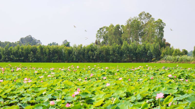 Miền Tây mùa nước nổi
